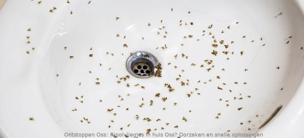 Rioolvliegjes in huis Oss? Oorzaken en snelle oplossingen